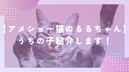 【アメショー猫のるるちゃん】うちの子紹介します！